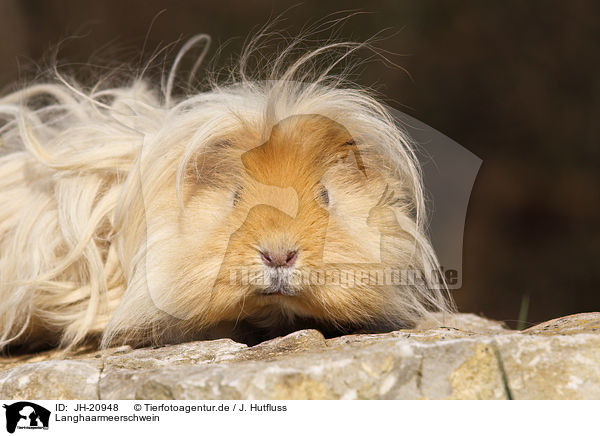 Langhaarmeerschwein / long-haired guinea pig / JH-20948