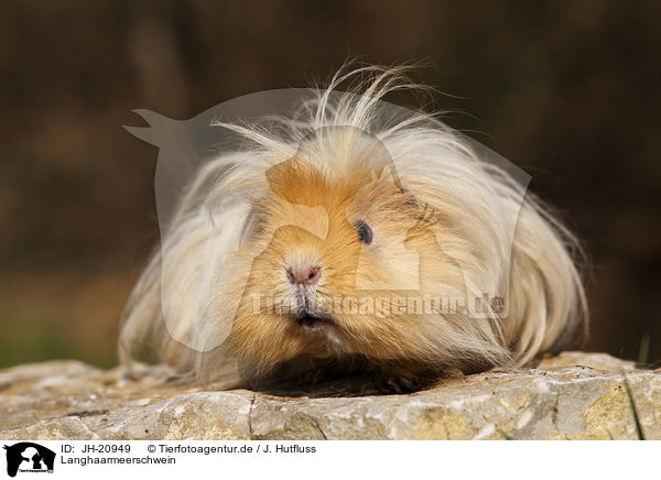 Langhaarmeerschwein / long-haired guinea pig / JH-20949