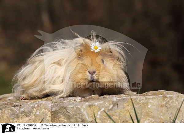 Langhaarmeerschwein / long-haired guinea pig / JH-20952