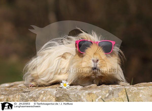 Langhaarmeerschwein / long-haired guinea pig / JH-20953