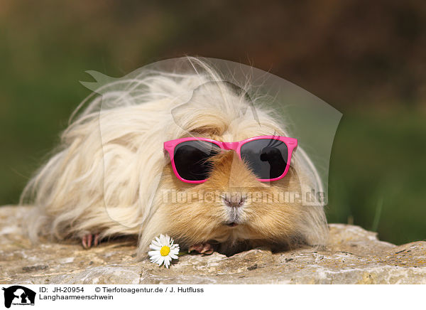 Langhaarmeerschwein / long-haired guinea pig / JH-20954