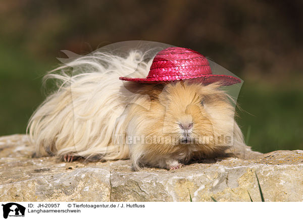 Langhaarmeerschwein / long-haired guinea pig / JH-20957