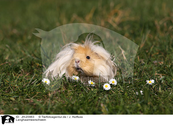 Langhaarmeerschwein / long-haired guinea pig / JH-20963