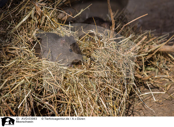 Meerschwein / guinea pig / AVD-03983