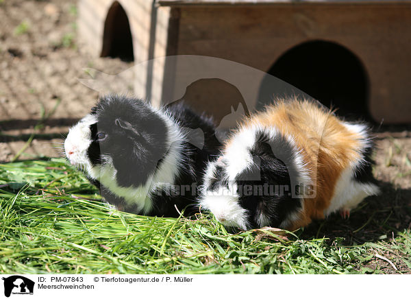 Meerschweinchen / PM-07843