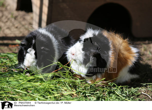 Meerschweinchen / PM-07844