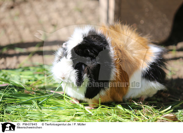 Meerschweinchen / guinea pig / PM-07845