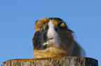 Meerschwein