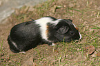 junges Meerschwein