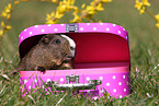 Glatthaarmeerschwein