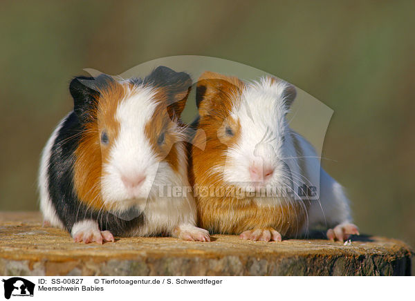 Meerschwein Babies / guinea pig babies / SS-00827