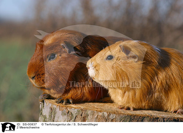 2 Meerschweine / 2 guinea pigs / SS-00837