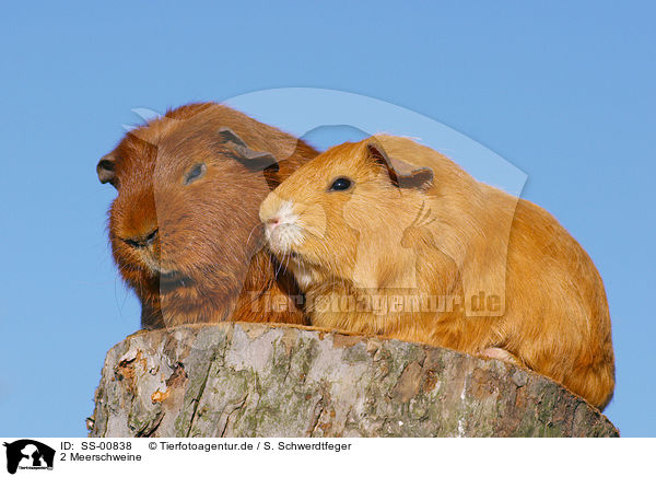 2 Meerschweine / 2 guinea pigs / SS-00838