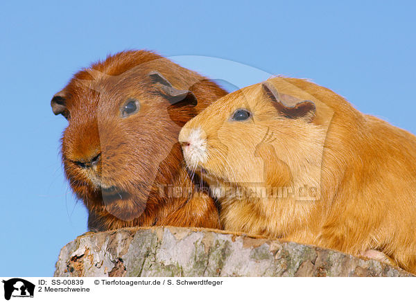 2 Meerschweine / 2 guinea pigs / SS-00839