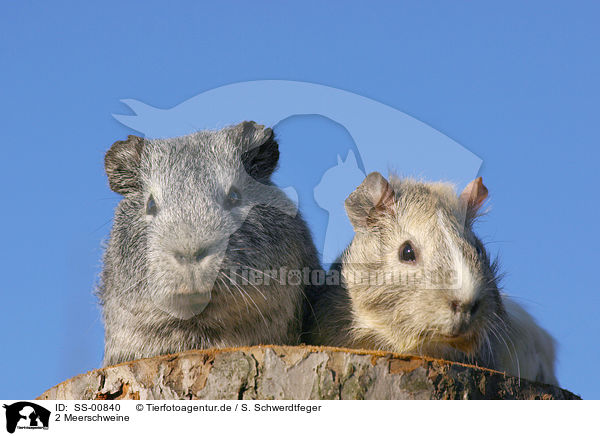 2 Meerschweine / 2 guinea pigs / SS-00840