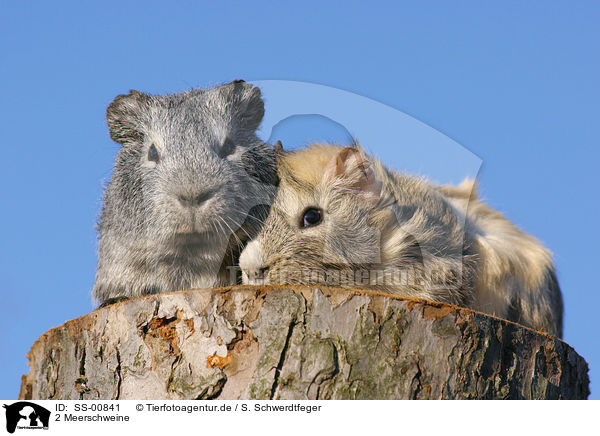 2 Meerschweine / 2 guinea pigs / SS-00841