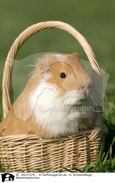 Meerschweinchen / guinea pig / SS-01079