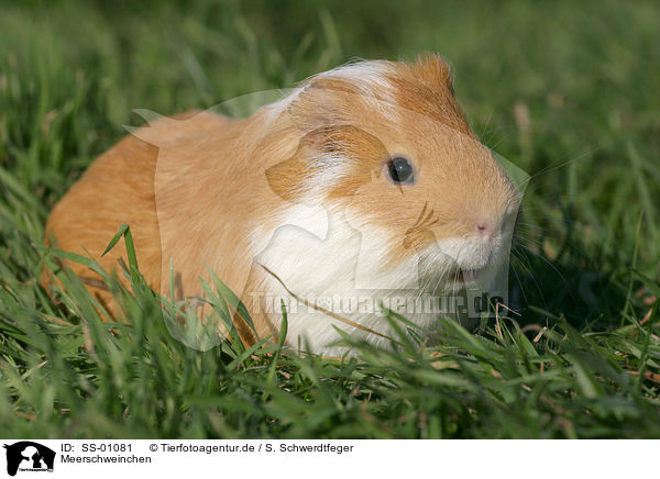 Meerschweinchen / guinea pig / SS-01081