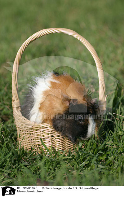 Meerschweinchen / guinea pig / SS-01090