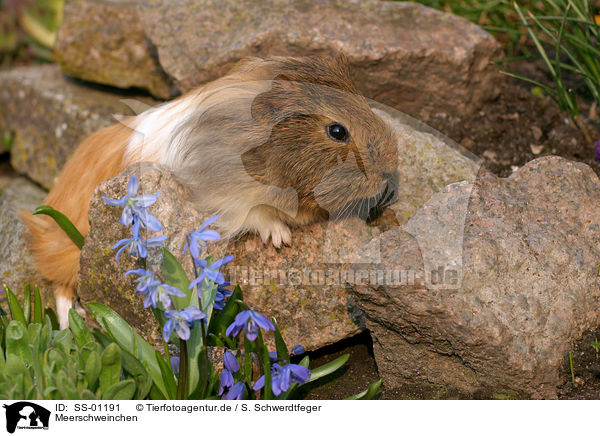 Meerschweinchen / SS-01191