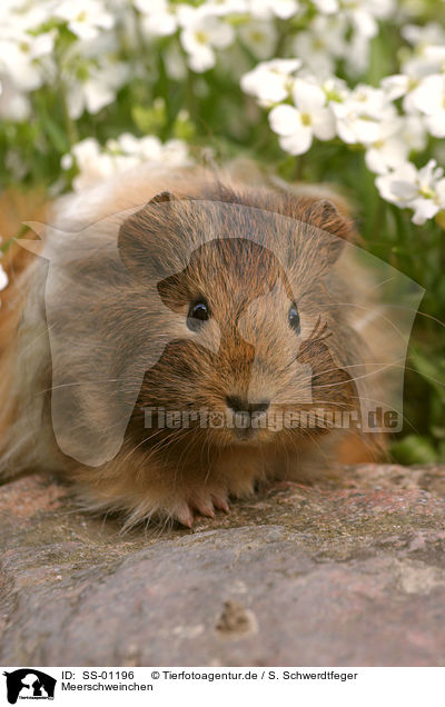 Meerschweinchen / guinea pig / SS-01196
