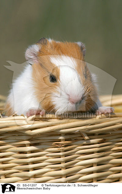 Meerschweinchen Baby / guinea pig baby / SS-01207