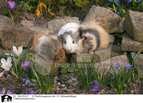 3 Meerschweinchen / 3 guinea pigs / SS-01211
