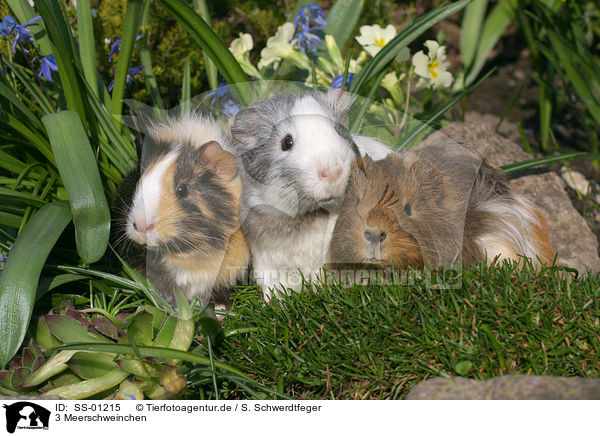 3 Meerschweinchen / 3 guinea pigs / SS-01215