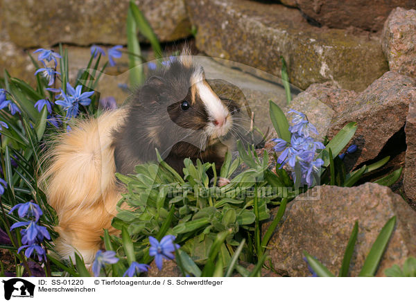 Meerschweinchen / guinea pig / SS-01220