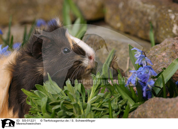 Meerschweinchen / guinea pig / SS-01221