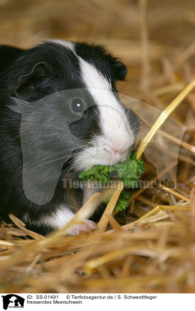 fressendes Meerschwein / eating guinea pig / SS-01491