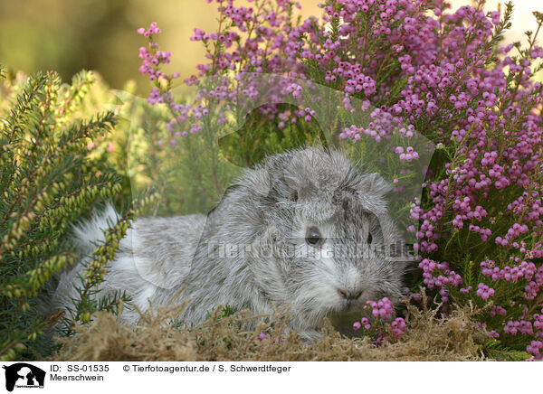 Meerschwein / guinea pig / SS-01535