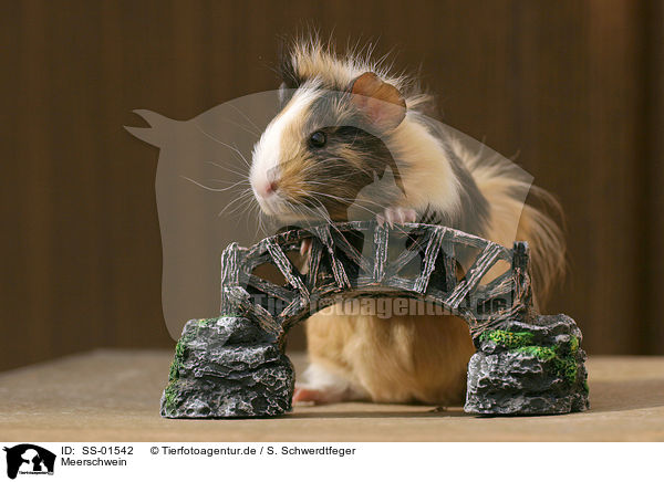Meerschwein / guinea pig / SS-01542