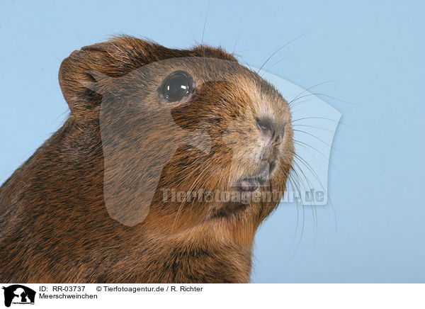 Meerschweinchen / guinea pig portrait / RR-03737