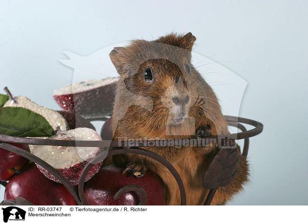 Meerschweinchen / guinea pig / RR-03747