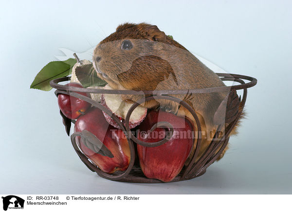 Meerschweinchen / guinea pig / RR-03748