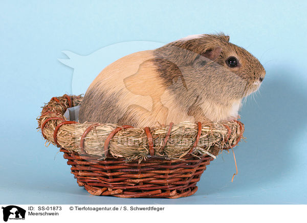 Meerschwein / SS-01873