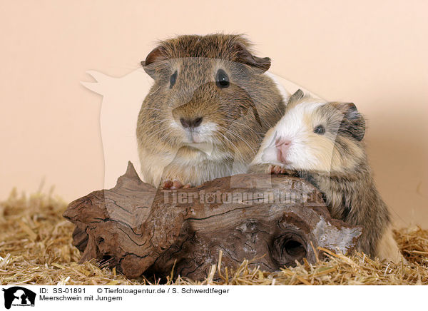 Meerschwein mit Jungem / guinea pig with baby / SS-01891