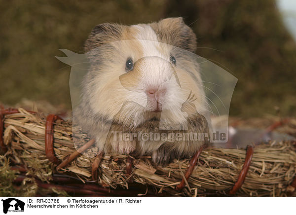Meerschweinchen im Krbchen / RR-03768