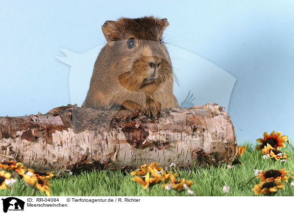 Meerschweinchen / guinea pig / RR-04084