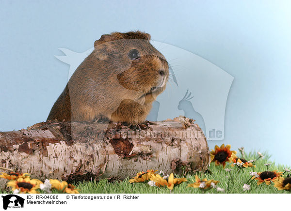 Meerschweinchen / guinea pig / RR-04086