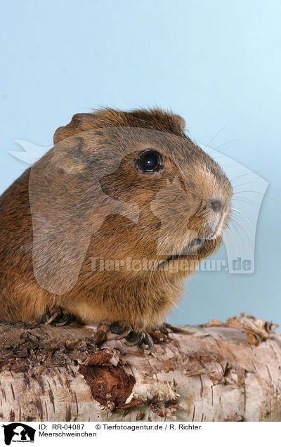 Meerschweinchen / guinea pig / RR-04087