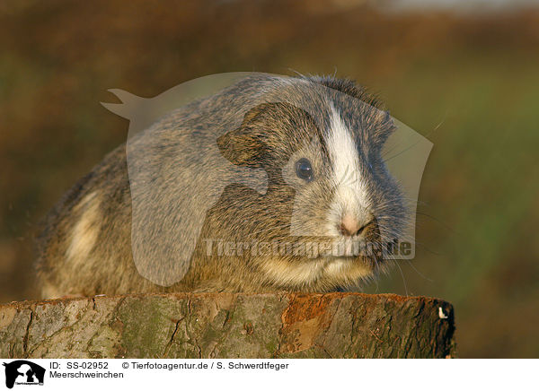 Meerschweinchen / SS-02952