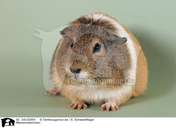 Meerschweinchen / SS-02954