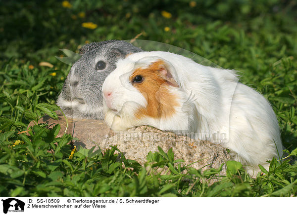 2 Meerschweinchen auf der Wiese / 2 guinea pigs in the meadow / SS-18509