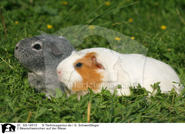 2 Meerschweinchen auf der Wiese / 2 guinea pigs in the meadow / SS-18510