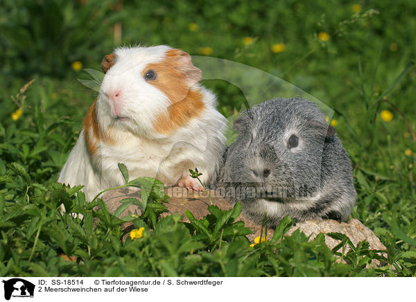 2 Meerschweinchen auf der Wiese / 2 guinea pigs in the meadow / SS-18514