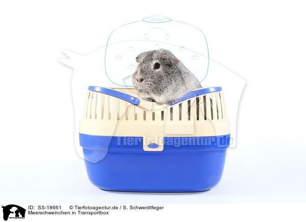 Meerschweinchen in Transportbox / guinea pig in box / SS-18661