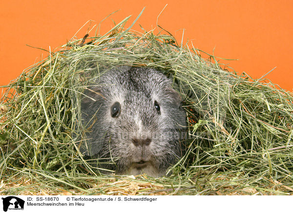 Meerschweinchen im Heu / SS-18670