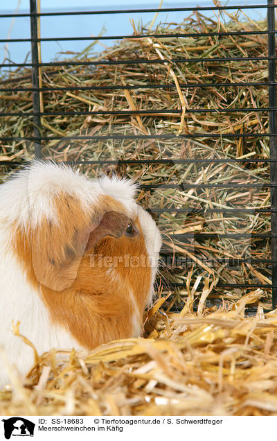 Meerschweinchen im Kfig / guinea pig in cage / SS-18683